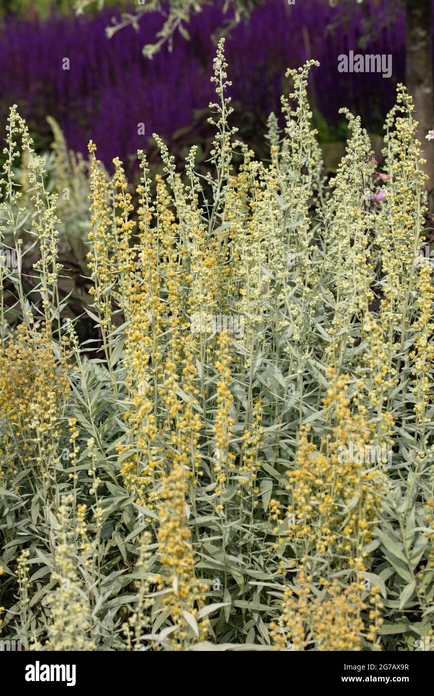 Stately Artemisia ludoviciana 'Valerie Finnis’, western mugwort 'Valerie Finnis’ in bright sunshine Stock Photo
