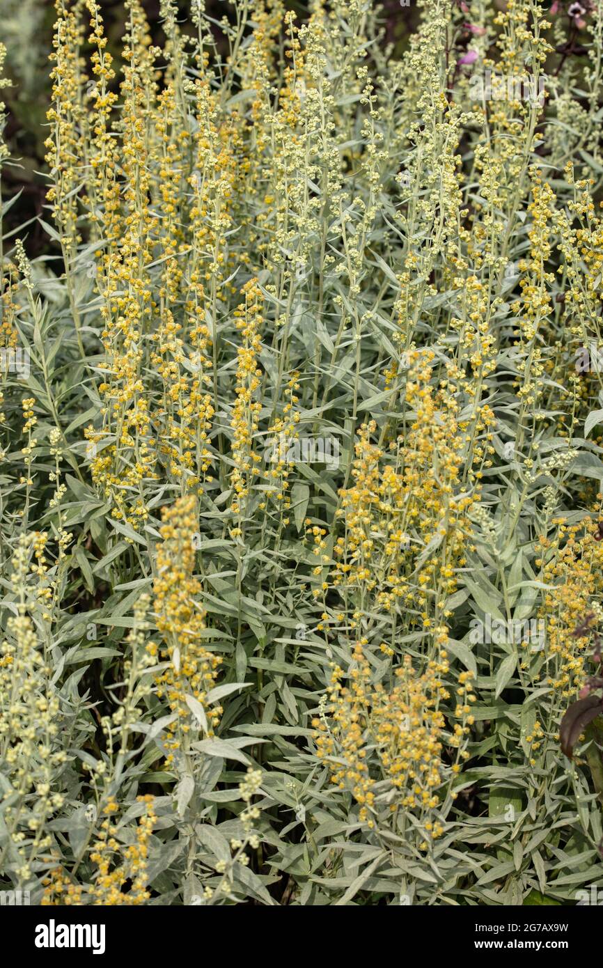 Stately Artemisia ludoviciana 'Valerie Finnis’, western mugwort 'Valerie Finnis’ in bright sunshine Stock Photo