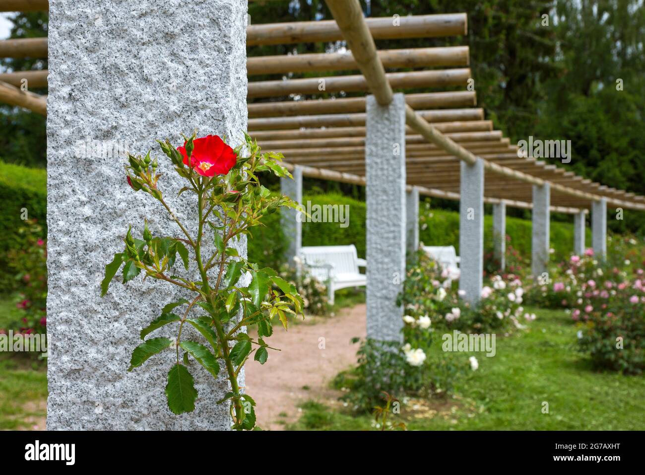 Germany, Baden-Wuerttemberg, Freudenstadt, Germany's highest public rose path on the Kienberg. Stock Photo