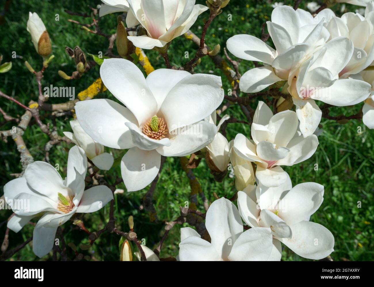 Germany, Baden-Wuerttemberg, Tübingen, Botanical Garden, Yulan's Magnolia, Magnolia denudata Stock Photo