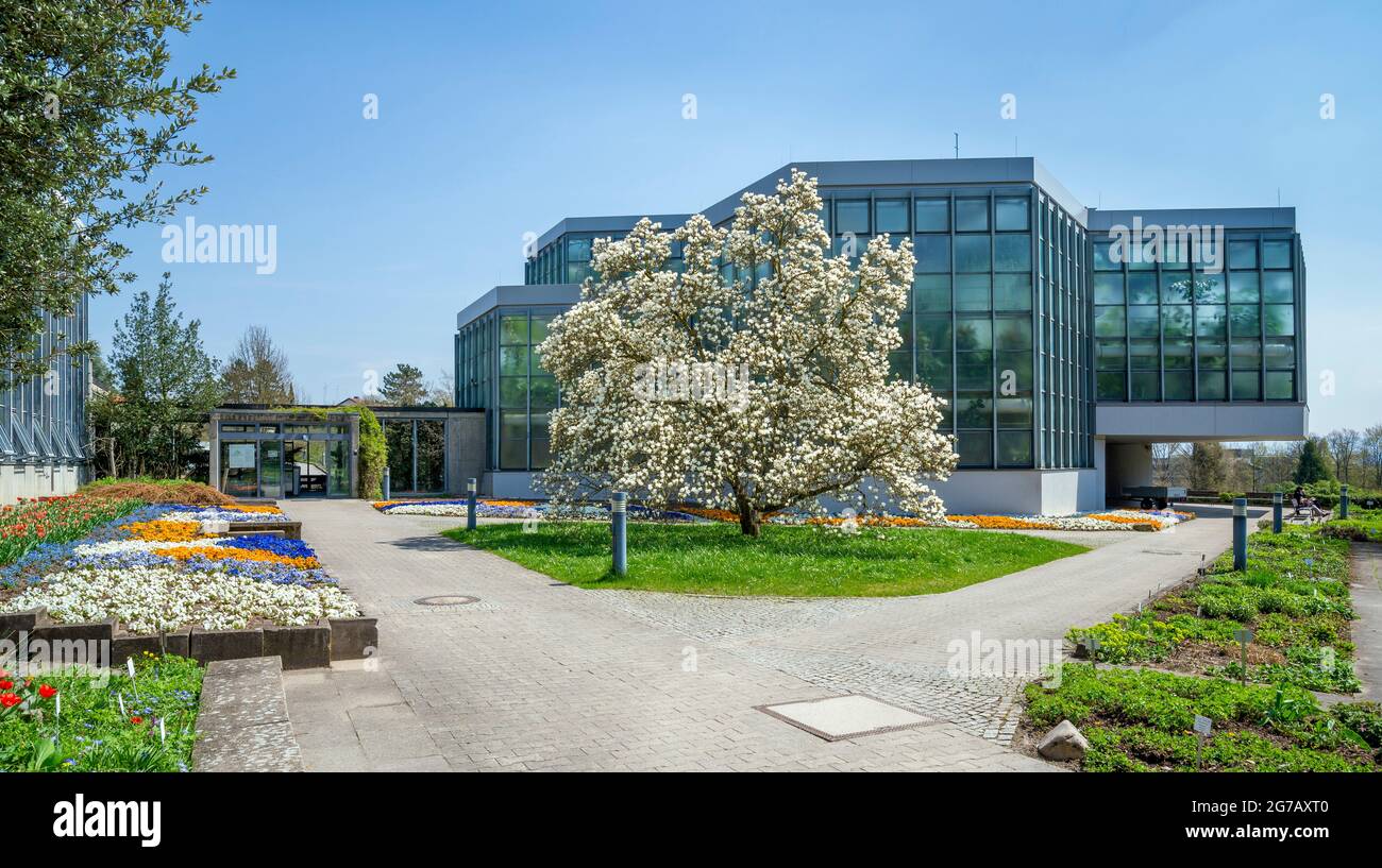 Germany, Baden-Wuerttemberg, Tübingen, botanical garden, Yulan's magnolia, Magnolia denudata, magnolia tree, Stock Photo
