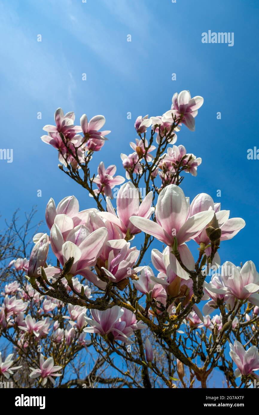Germany, Baden-Wuerttemberg, Tuebingen, Botanical Garden, tulip magnolia Stock Photo