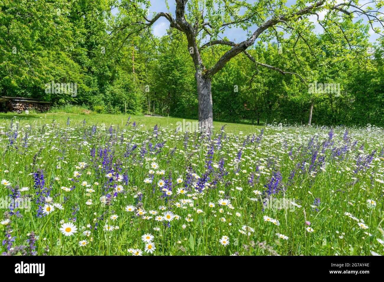 Germany, Baden-Wuerttemberg, Metzingen, orchard meadow with daisies and sage at the edge of the forest Stock Photo