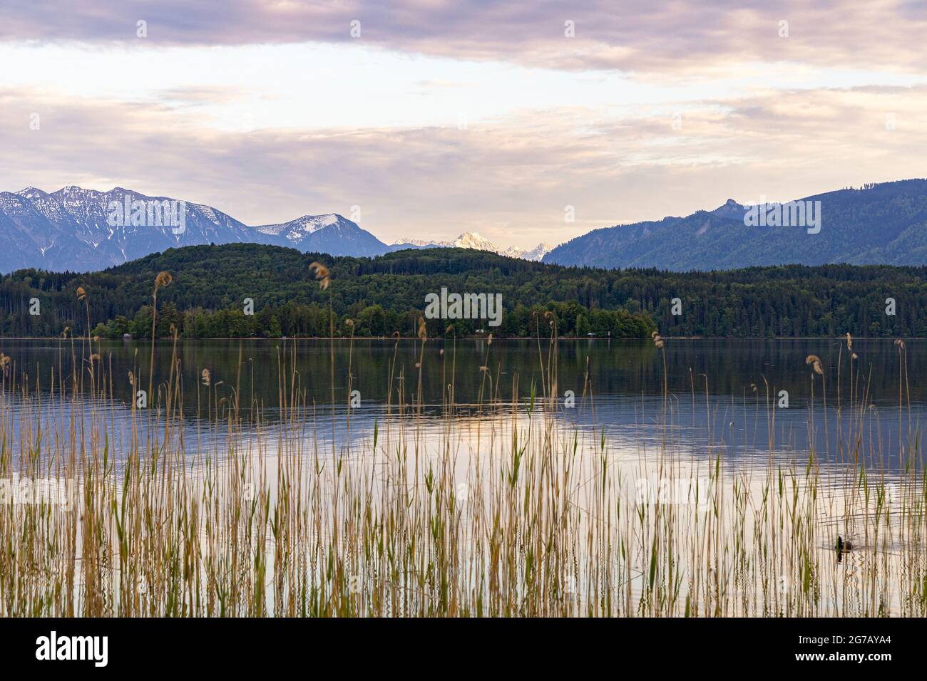 View over the water to the mountains in the evening light in the moor areas at the Staffelsee, Murnau, Upper Bavaria, Germany Stock Photo