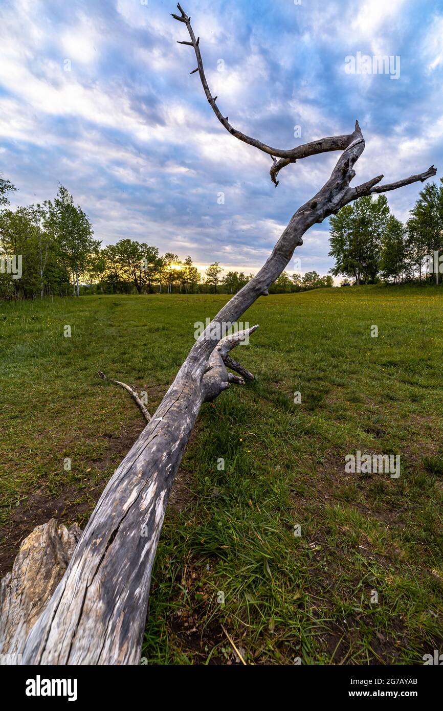 Dried up tree trunk in the evening light in the moor areas at the Staffelsee, Murnau, Upper Bavaria, Germany Stock Photo