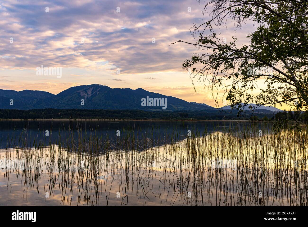 View over the water to the mountains at sunset at the moor areas at the Staffelsee, Murnau, Upper Bavaria, Germany Stock Photo