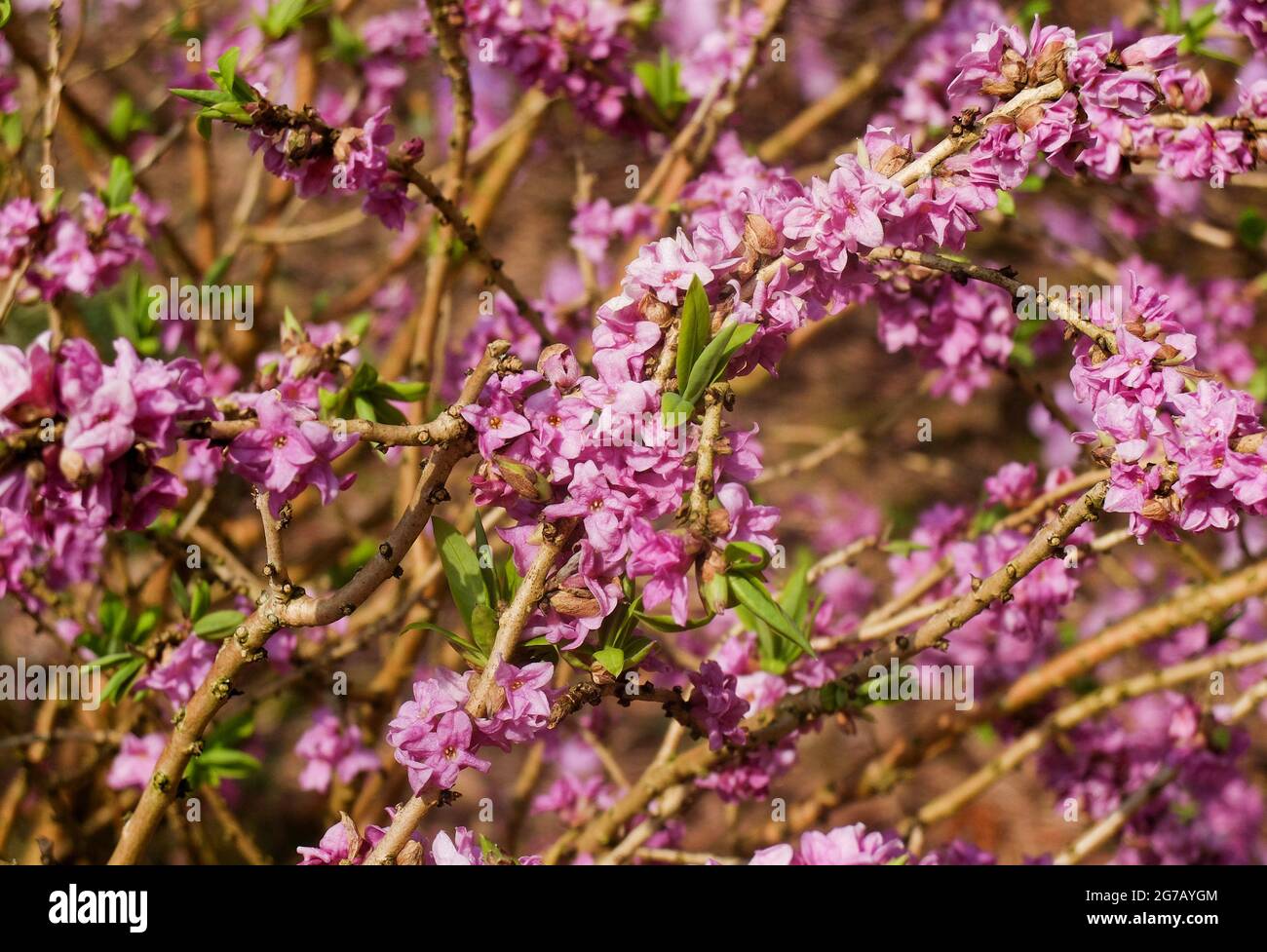 The real daphne (Daphne mezereum), blossom Stock Photo
