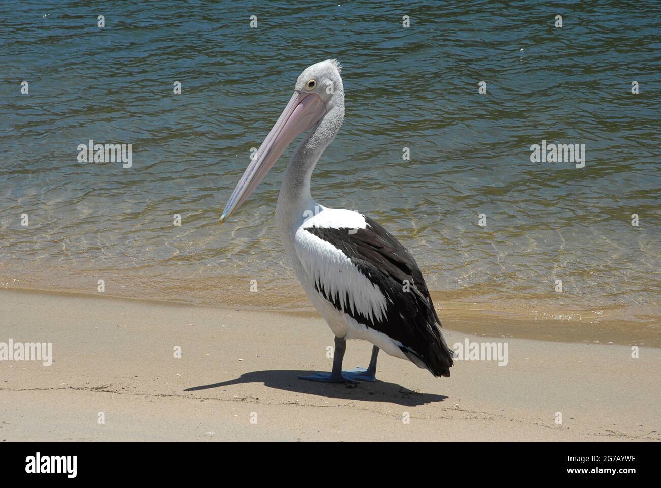 Australian Pelican. Pelecanus conspicillatus. Ninety Mile Beach, Victoria, Australia. Stock Photo