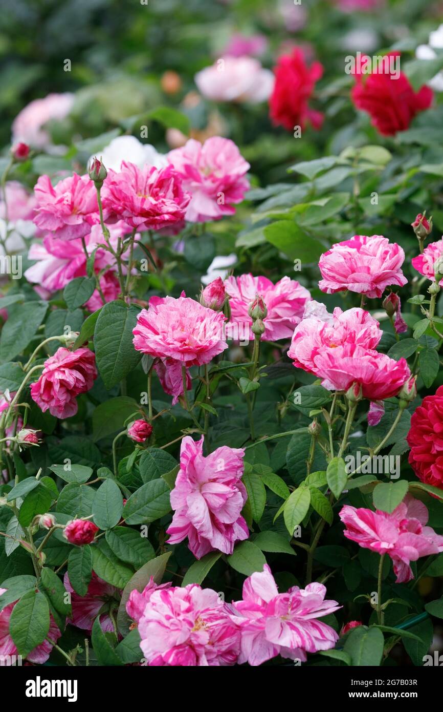 Rosa gallica 'Versicolor'. Rosa mundi shrub rose in an English garden. Stock Photo
