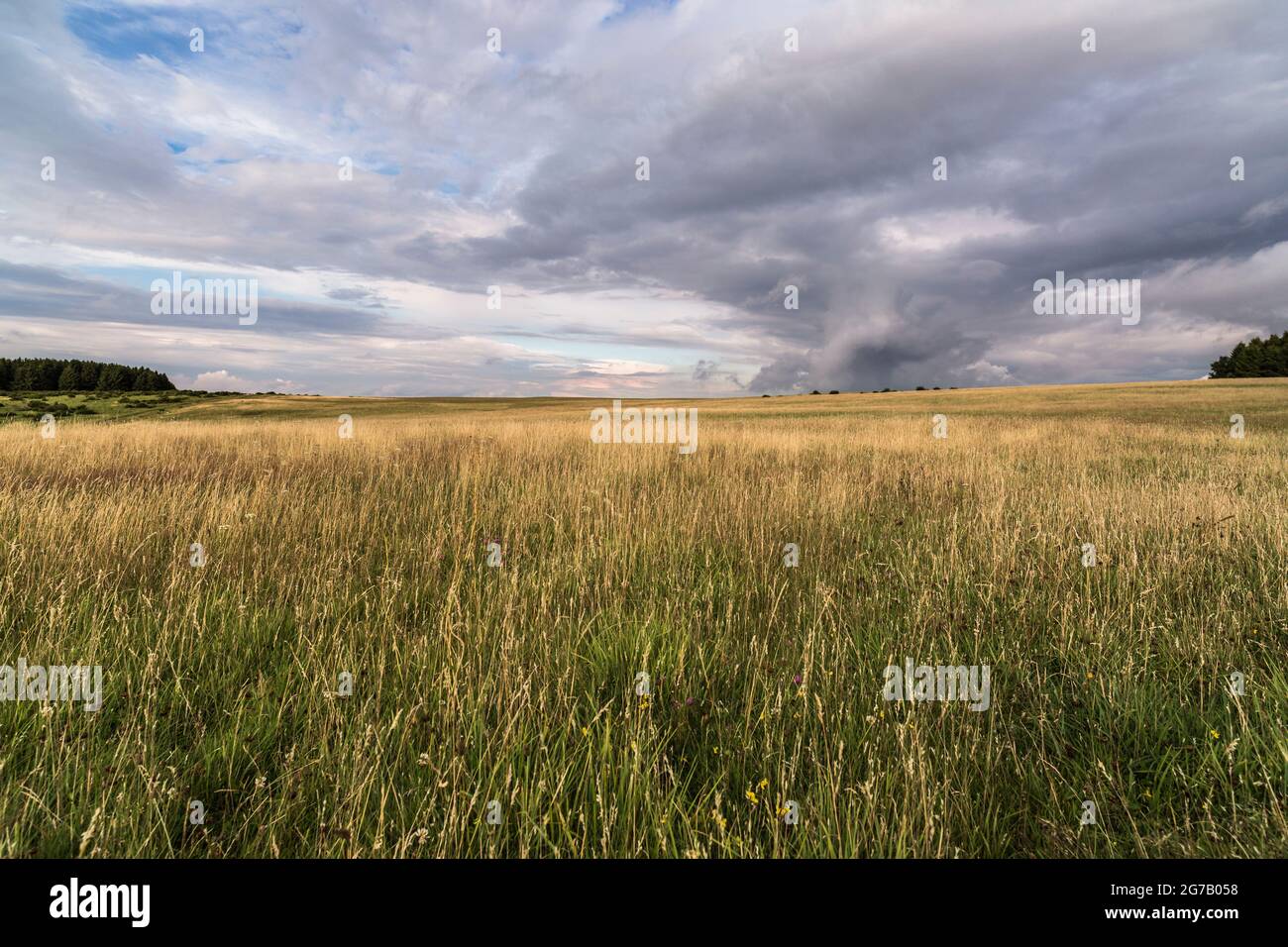 Steppe in the Eifel National Park, Germany Stock Photo