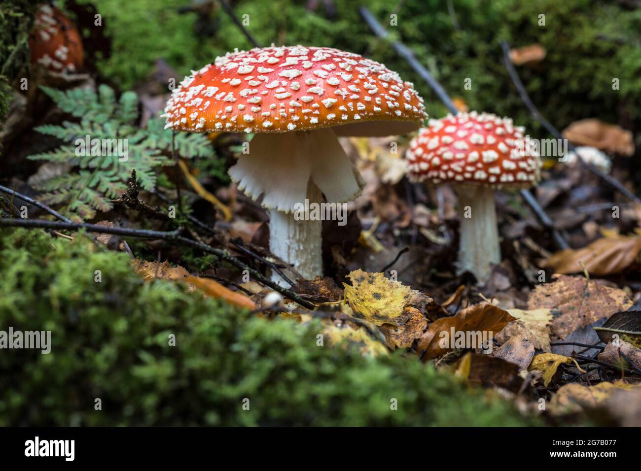Fly agaric in the Eifel National Park, Germany Stock Photo