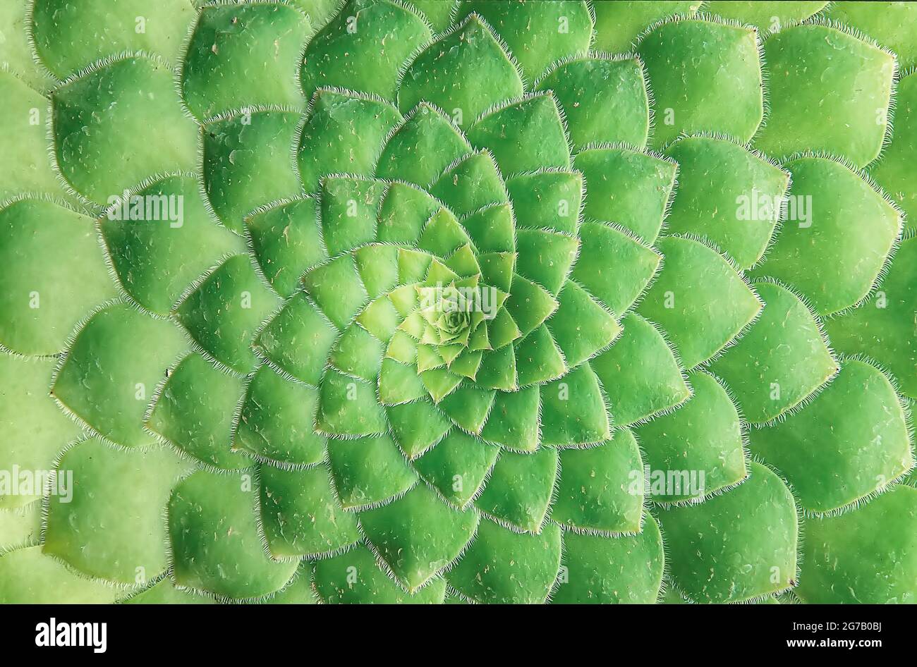 Close-up of a bejeque rosette (Aeonium canariense), Tenerife, Canary Islands, Spain Stock Photo