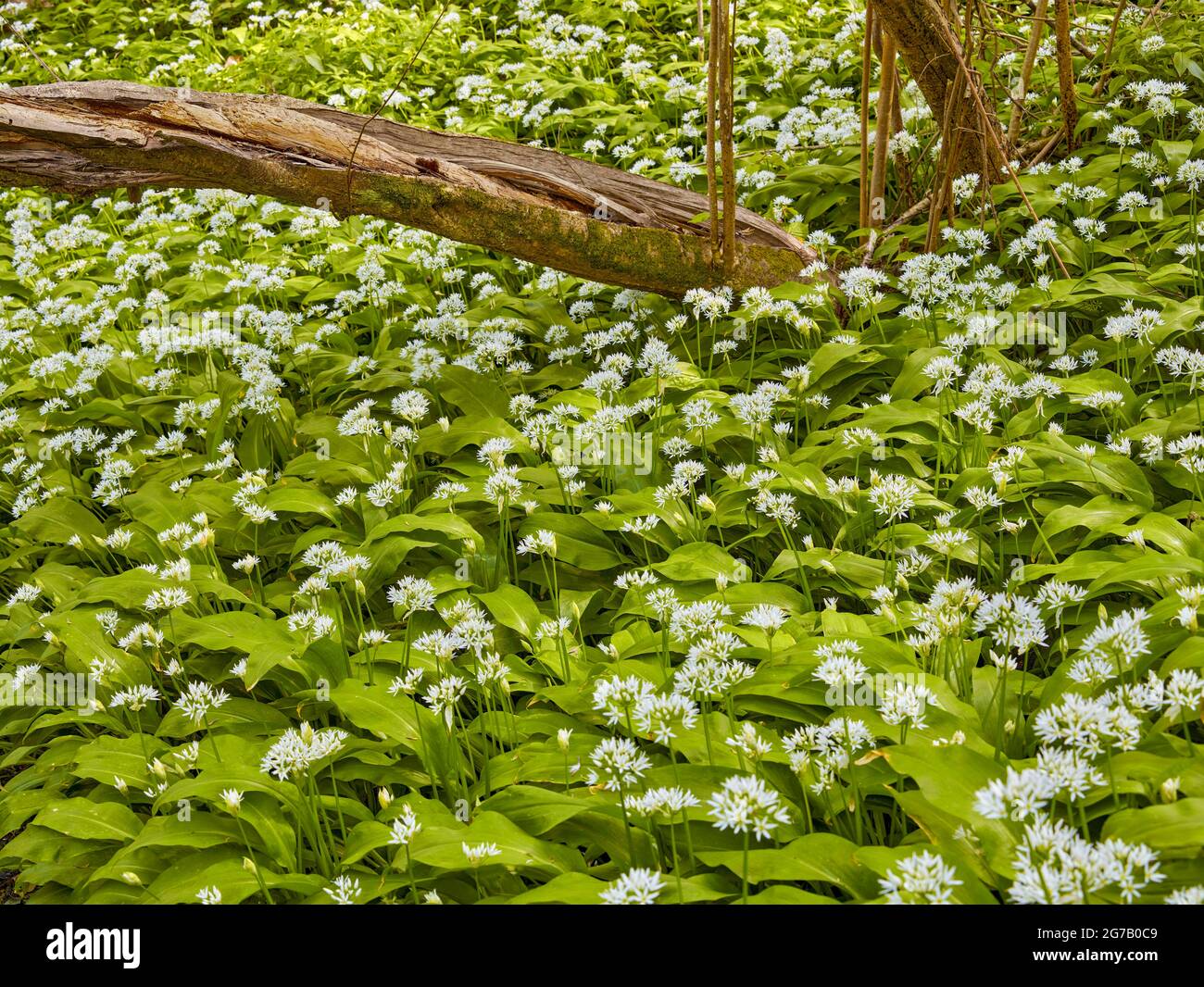 Free food (forage) featuring Allium ursinum, ramsons, buckrams, wild garlic flowering on a woodland floor Stock Photo