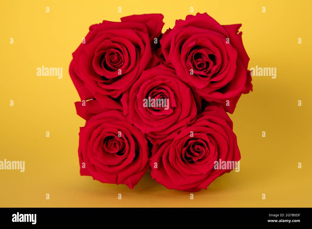 Red infinity roses on yellow background Stock Photo