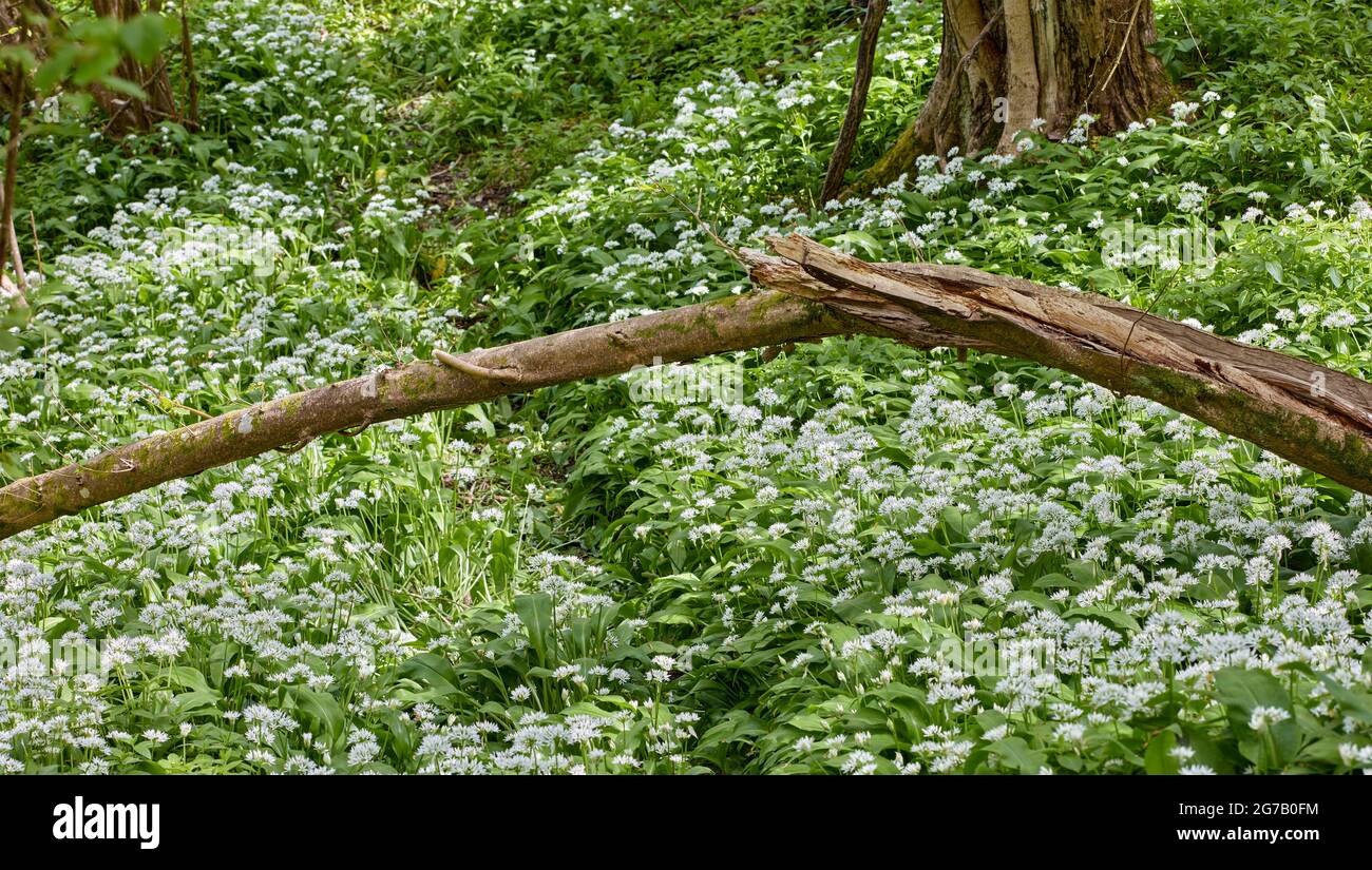 Free food (forage) featuring Allium ursinum, ramsons, buckrams, wild garlic flowering on a woodland floor Stock Photo