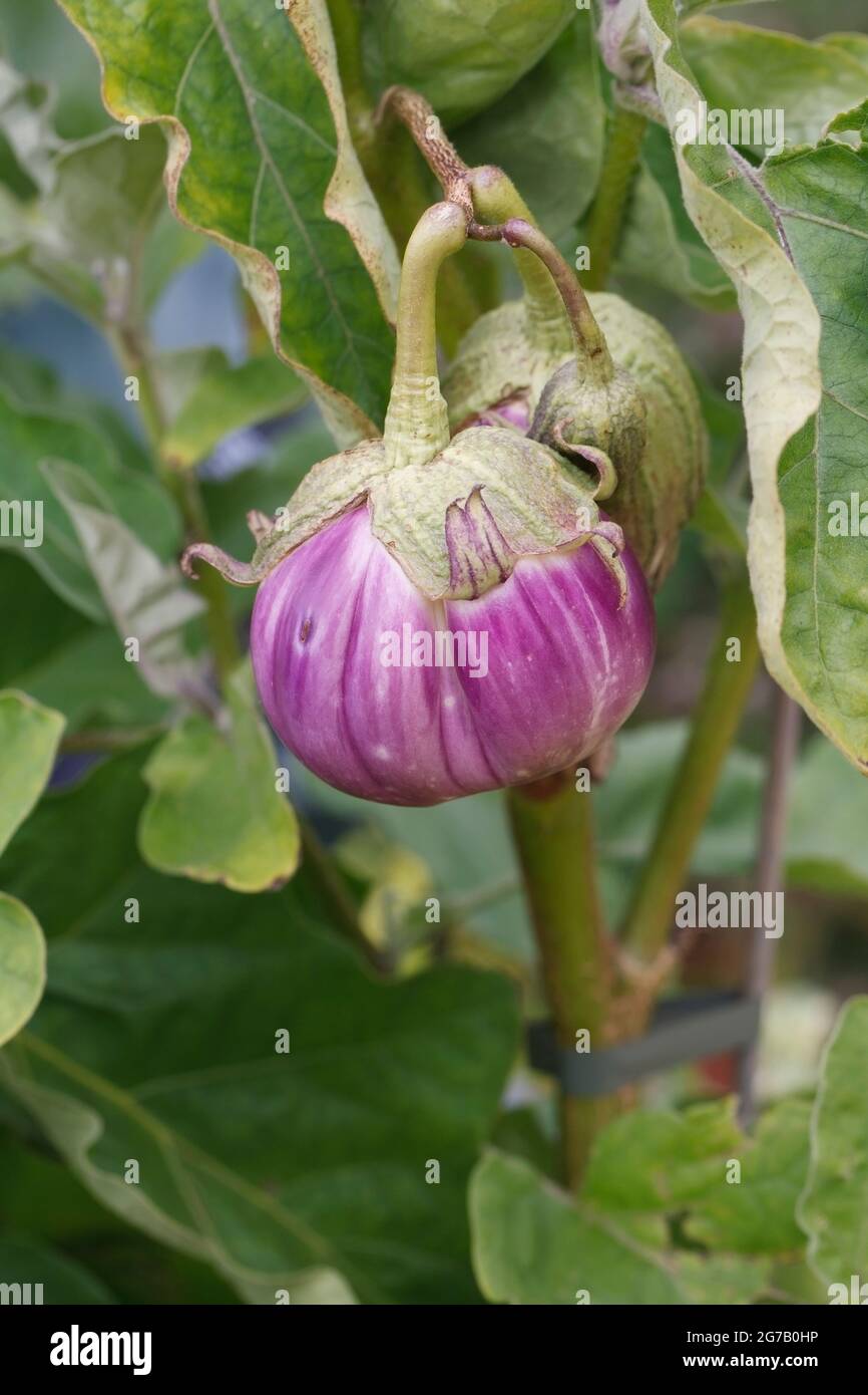 Aubergines growing outdoors. Stock Photo