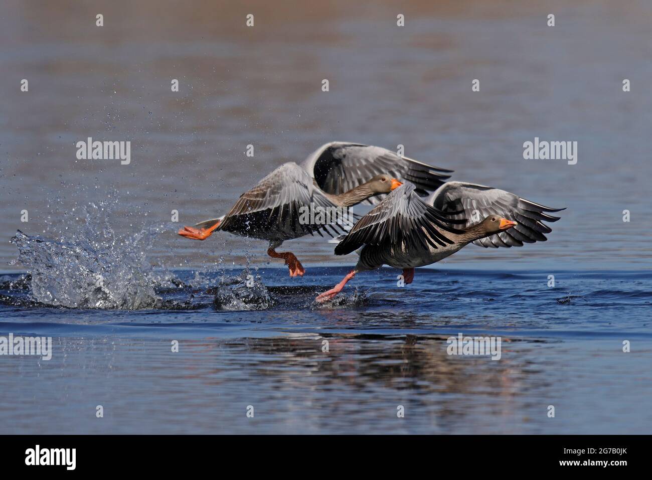 Greylag geese (Anser anser) flying on a lake, Germany, Europe, Stock Photo