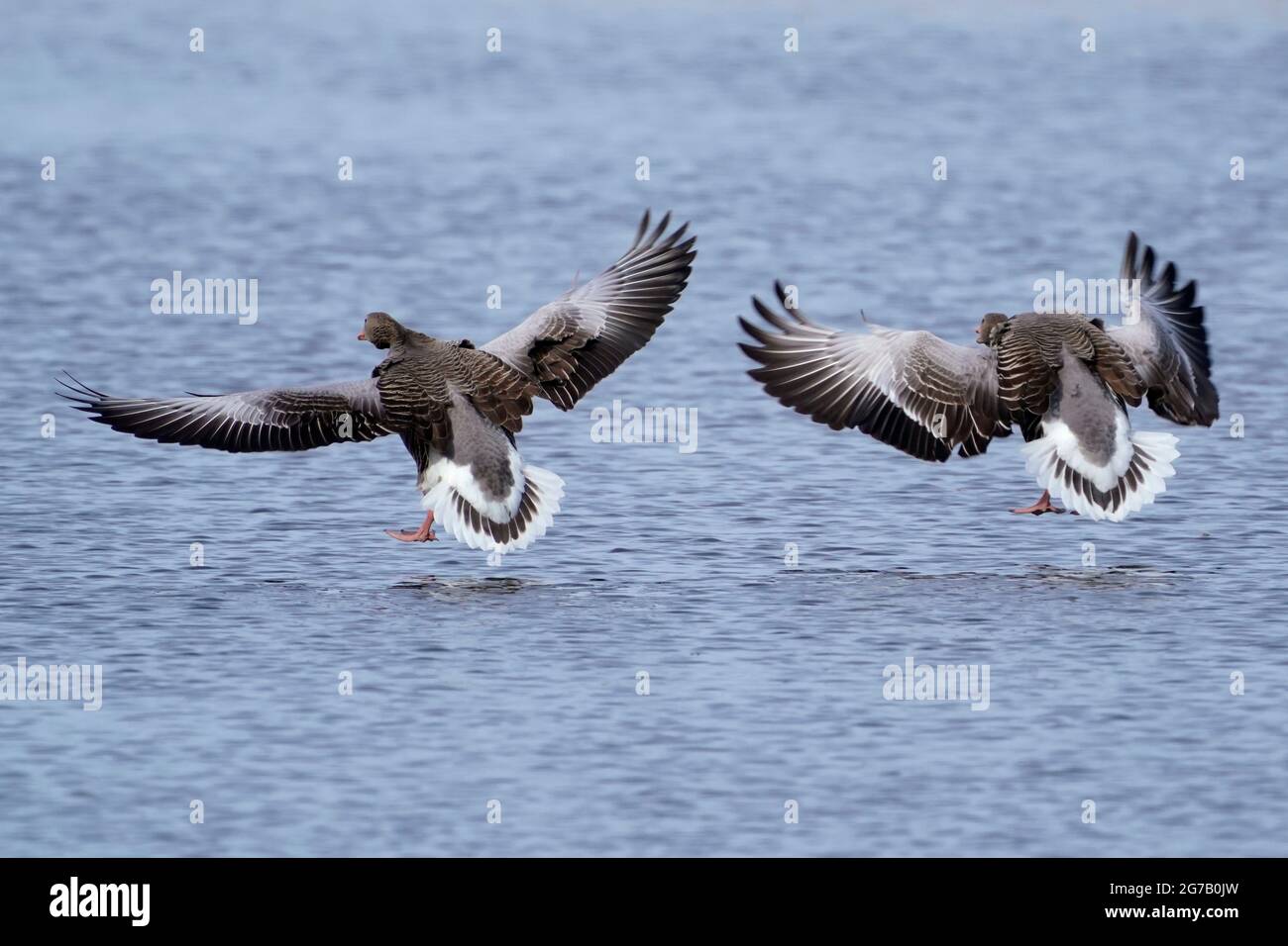 Greylag goose (Anser anser), Germany Stock Photo