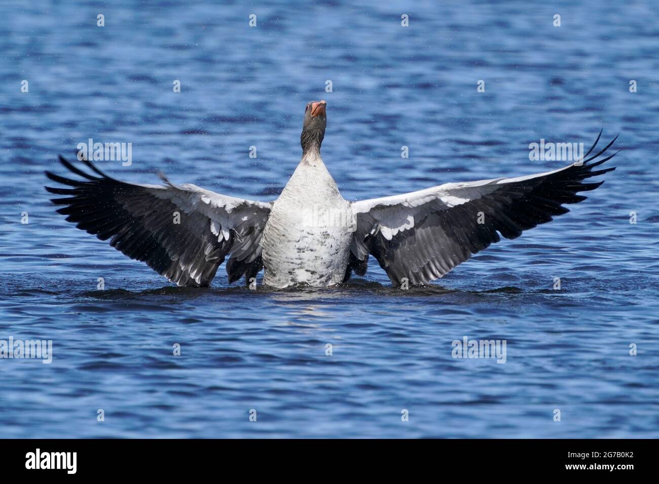Greylag goose (Anser anser), Germany Stock Photo