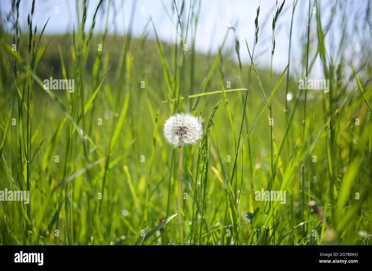 Dandelion clock full of seeds in the Sussex countryside, England, United Kingdom. Taraxacum officinale, the dandelion or common dandelion, is a flowering herbaceous perennial plant of the dandelion genus in the family Asteraceae Stock Photo