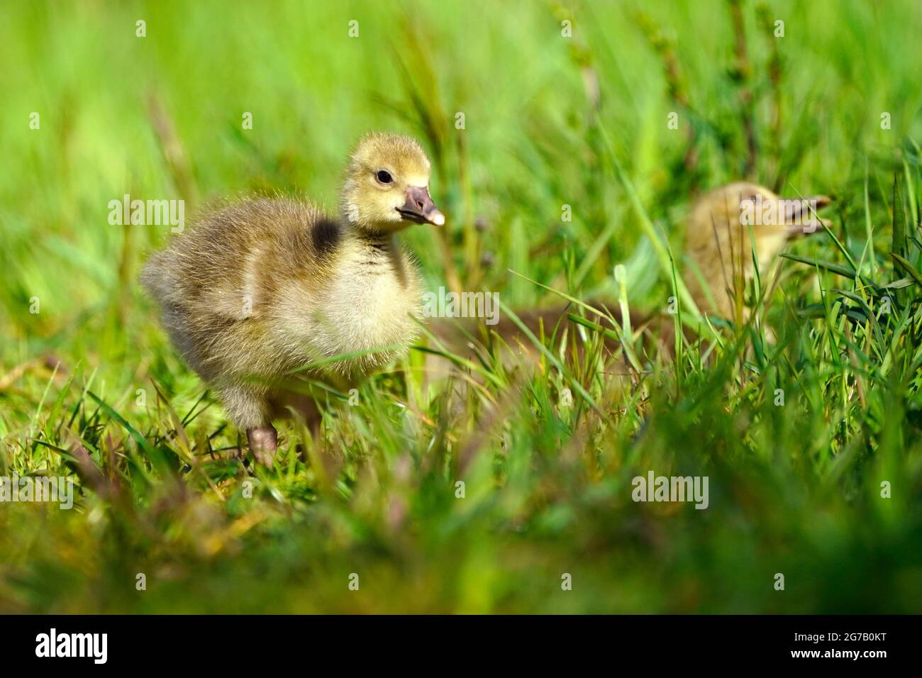 Greylag goose (Anser anser) with chicks in a meadow, Germany Stock Photo