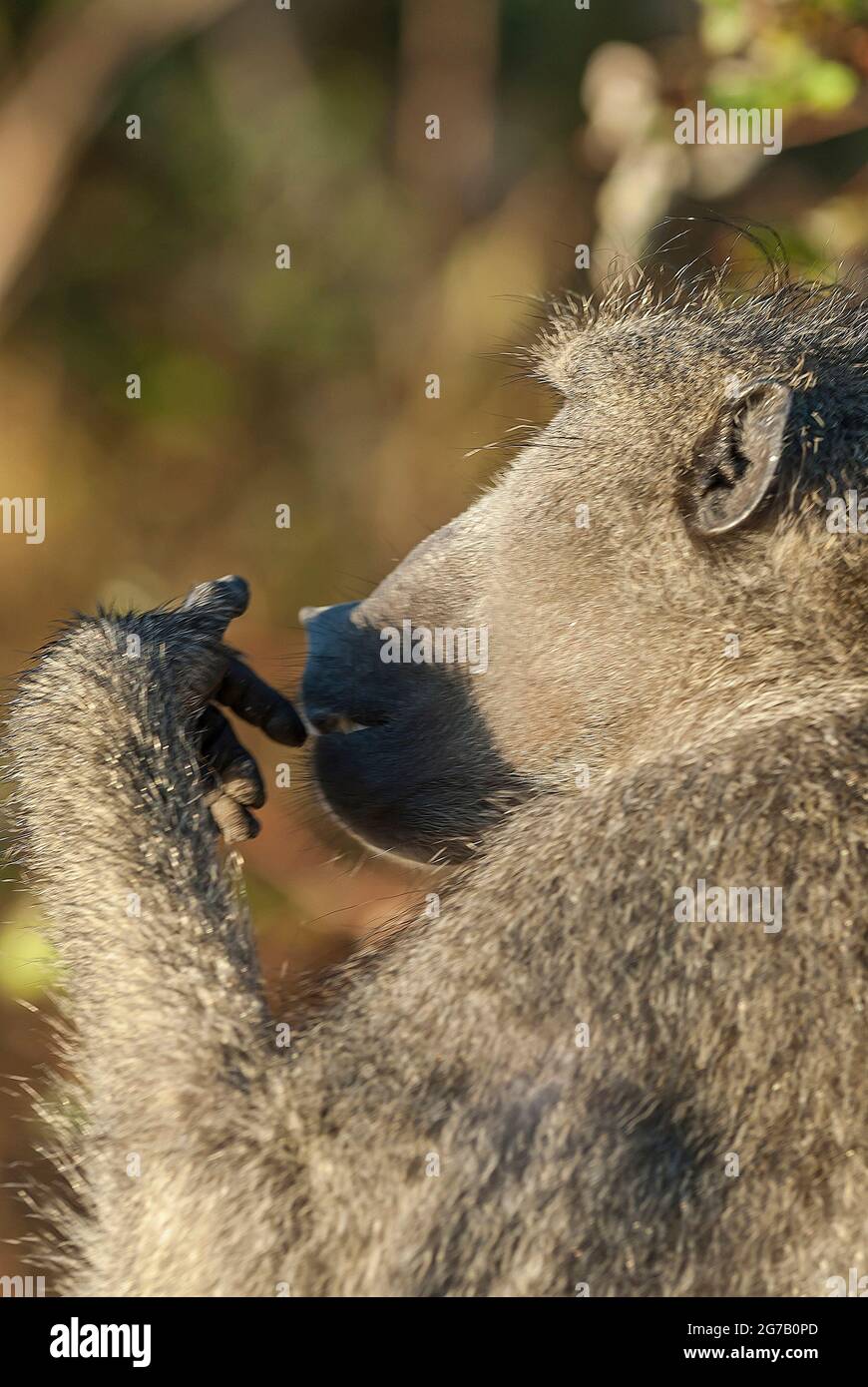 Baboon Monkey, Papio hamadryas ursinus, Kruger National Park South , Africa. Stock Photo