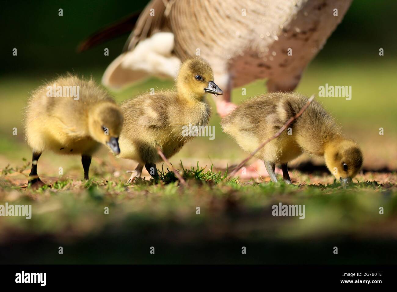 Greylag goose (Anser anser) chick in a meadow, Germany Stock Photo