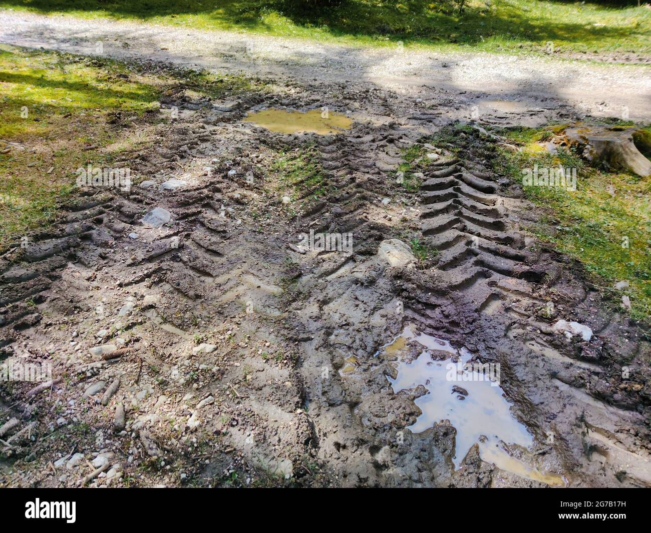 deep tire marks on rain-soaked forest floor Stock Photo