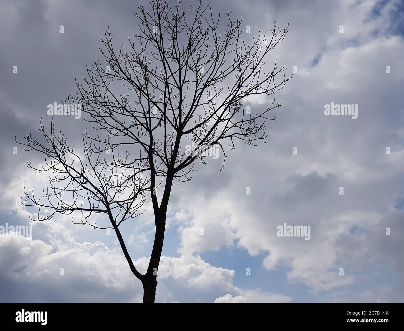 Blue sky with clouds and tree Stock Photo