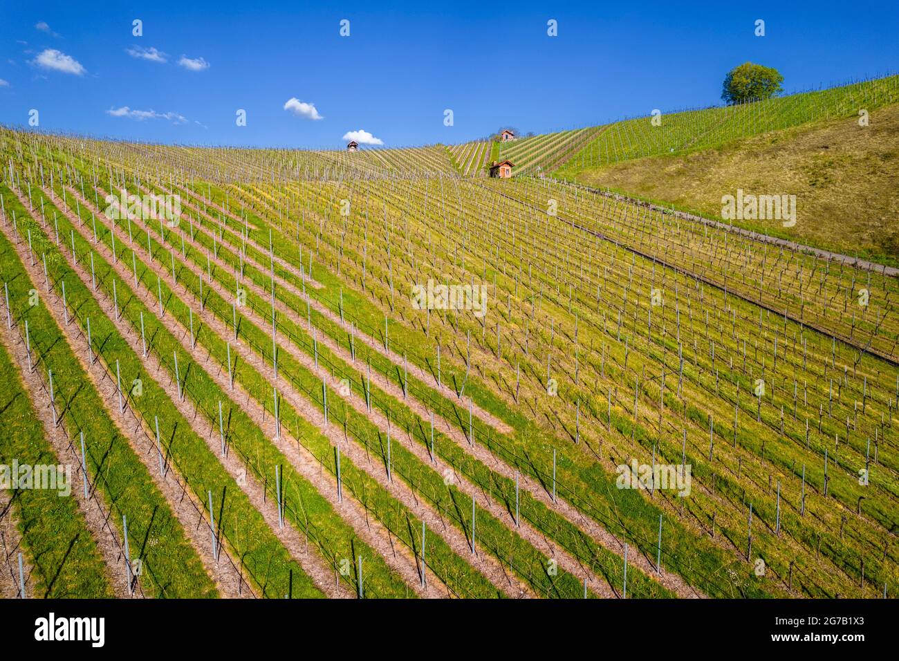 Drone image, vineyard in spring, Strümpfelbach, Remstal, Baden-Württemberg, Germany Stock Photo