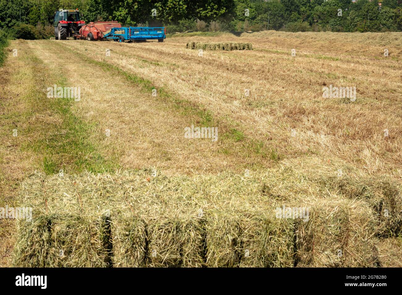 Haymaking with machines in a semi-urban farm, bright sunshine, blue sky ...