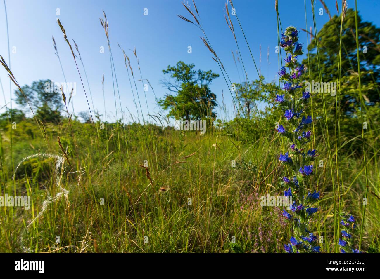 Vienna, viper's bugloss (blueweed, Echium vulgare), in Lobau, part of Nationalpark Donau-Auen (Danube-Auen National Park) in 22. Donaustadt, Wien, Austria Stock Photo