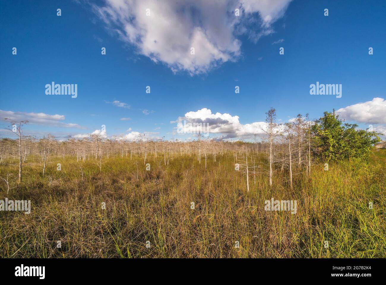 Dwarf Cypress Forest, The Everglades National Park, Florida, USA, Stock Photo
