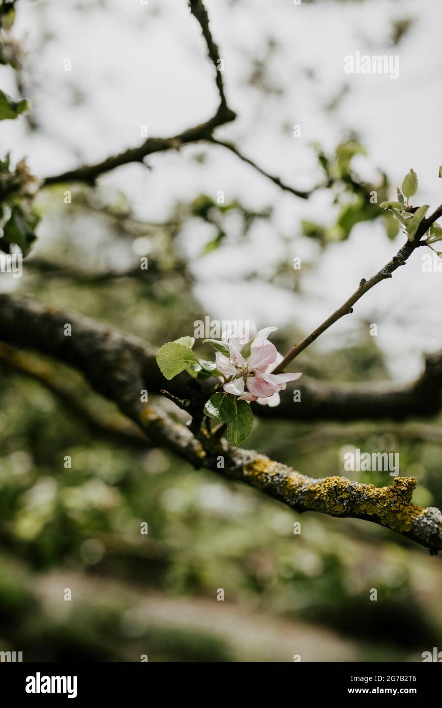 Apple blossom on a branch Stock Photo