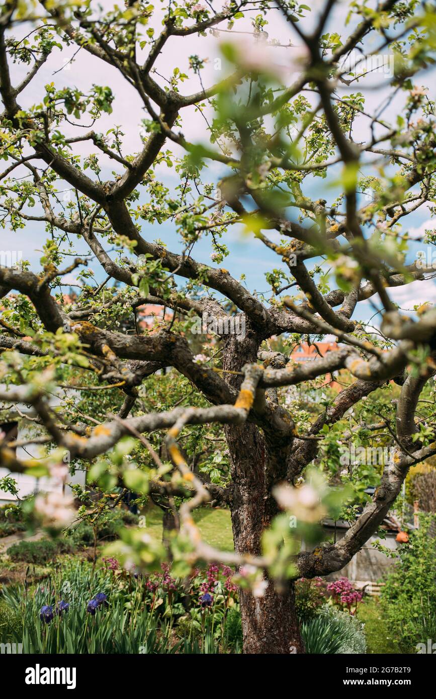 blossoming apple tree in spring Stock Photo