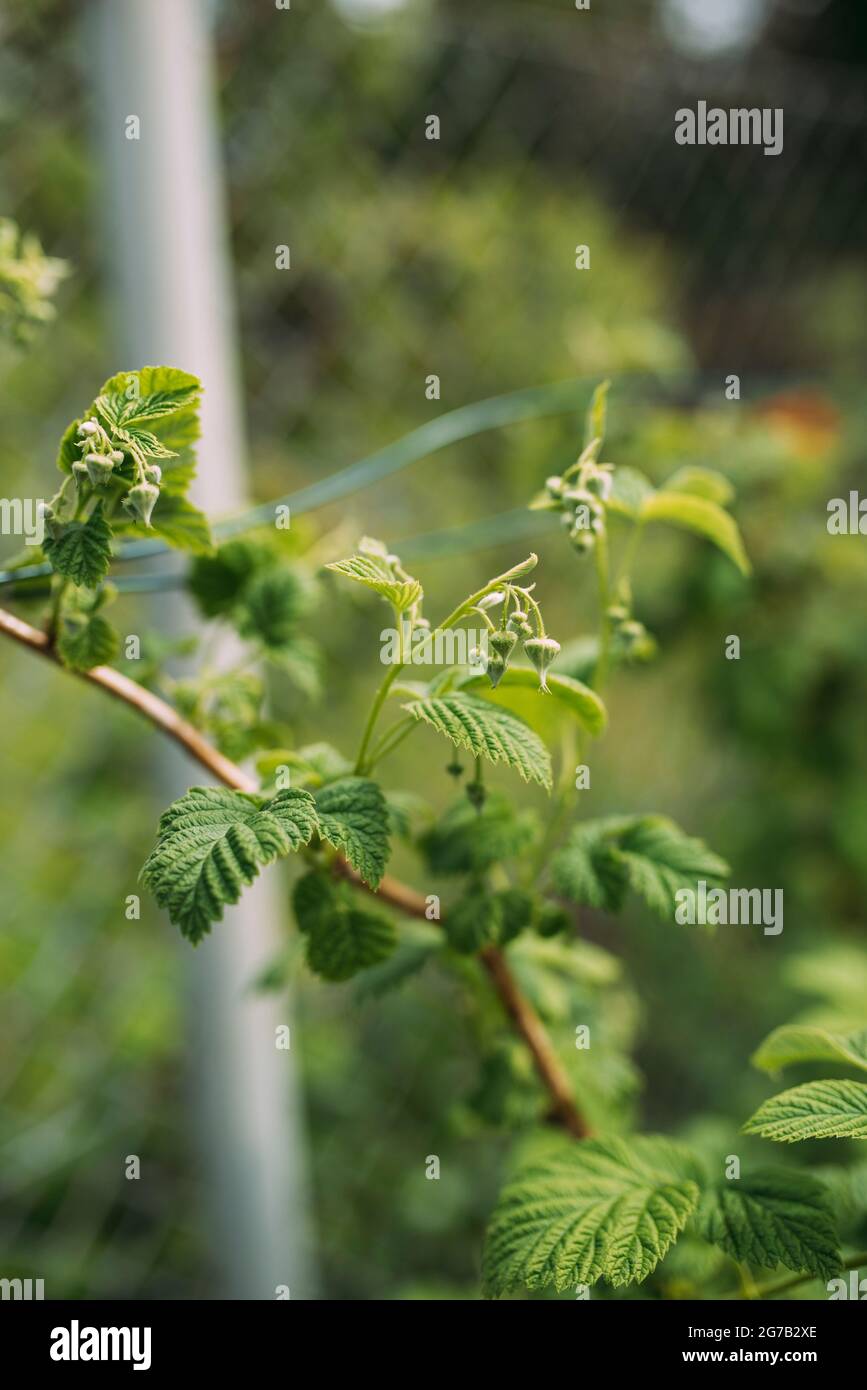 Blooming of the raspberry Stock Photo