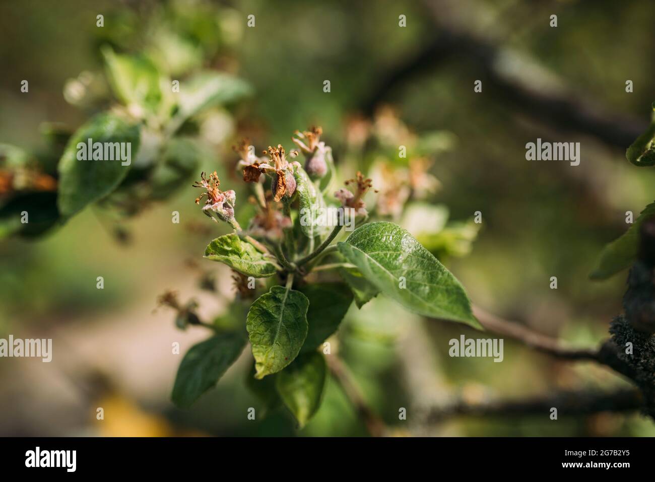 Blooming of the apple Stock Photo