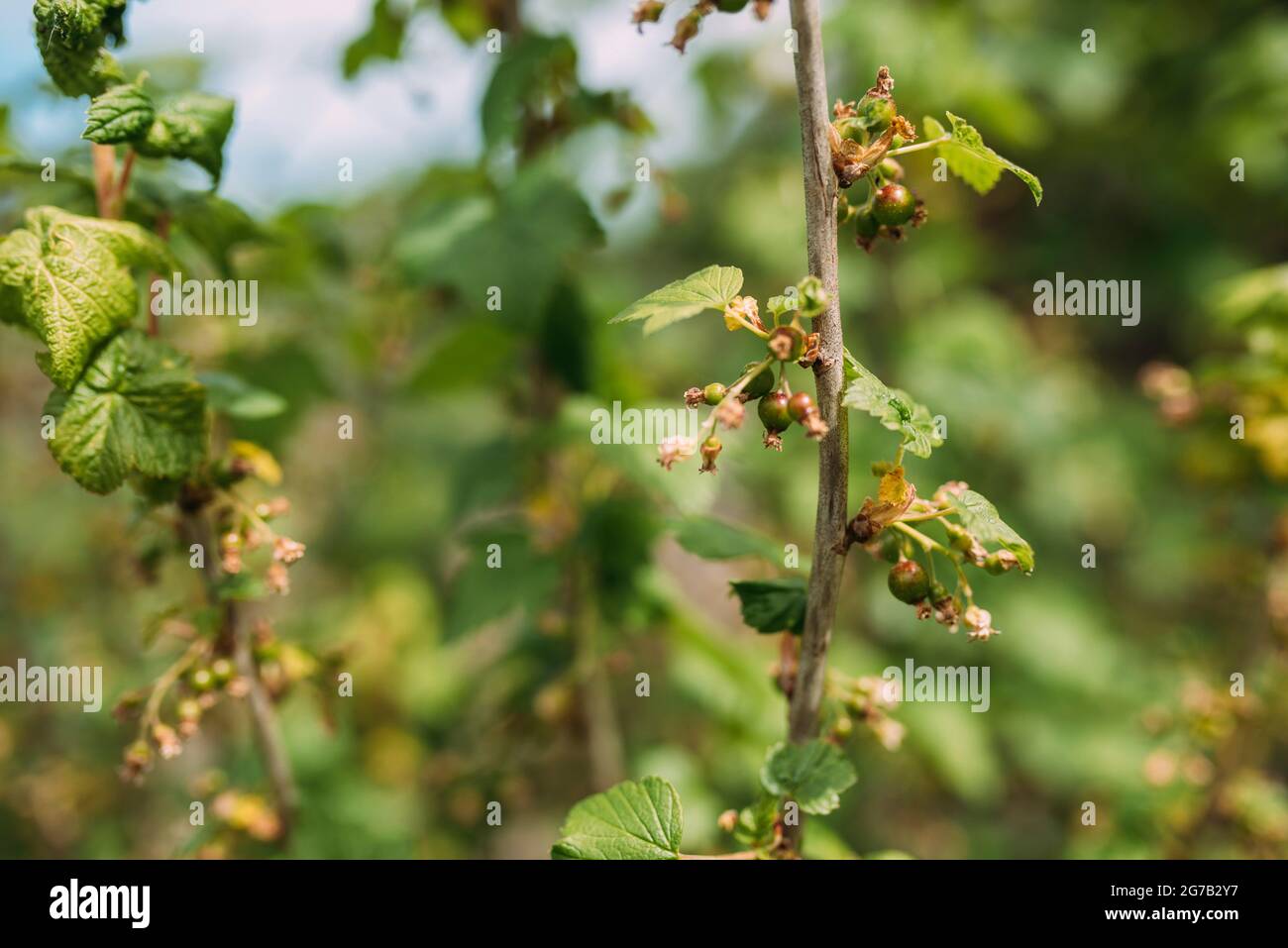 Unripe green currants grow on the bush Stock Photo