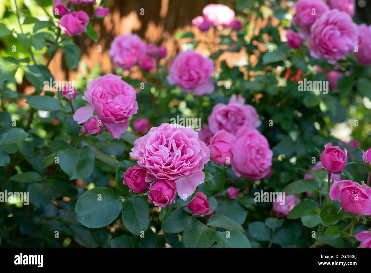 Garden roses, roses, pink roses Stock Photo - Alamy