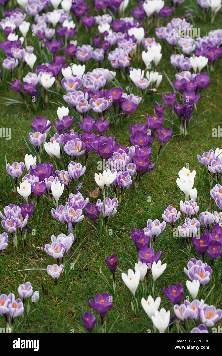 Spring crocuses growing in grassland at RHS Wisley. Stock Photo