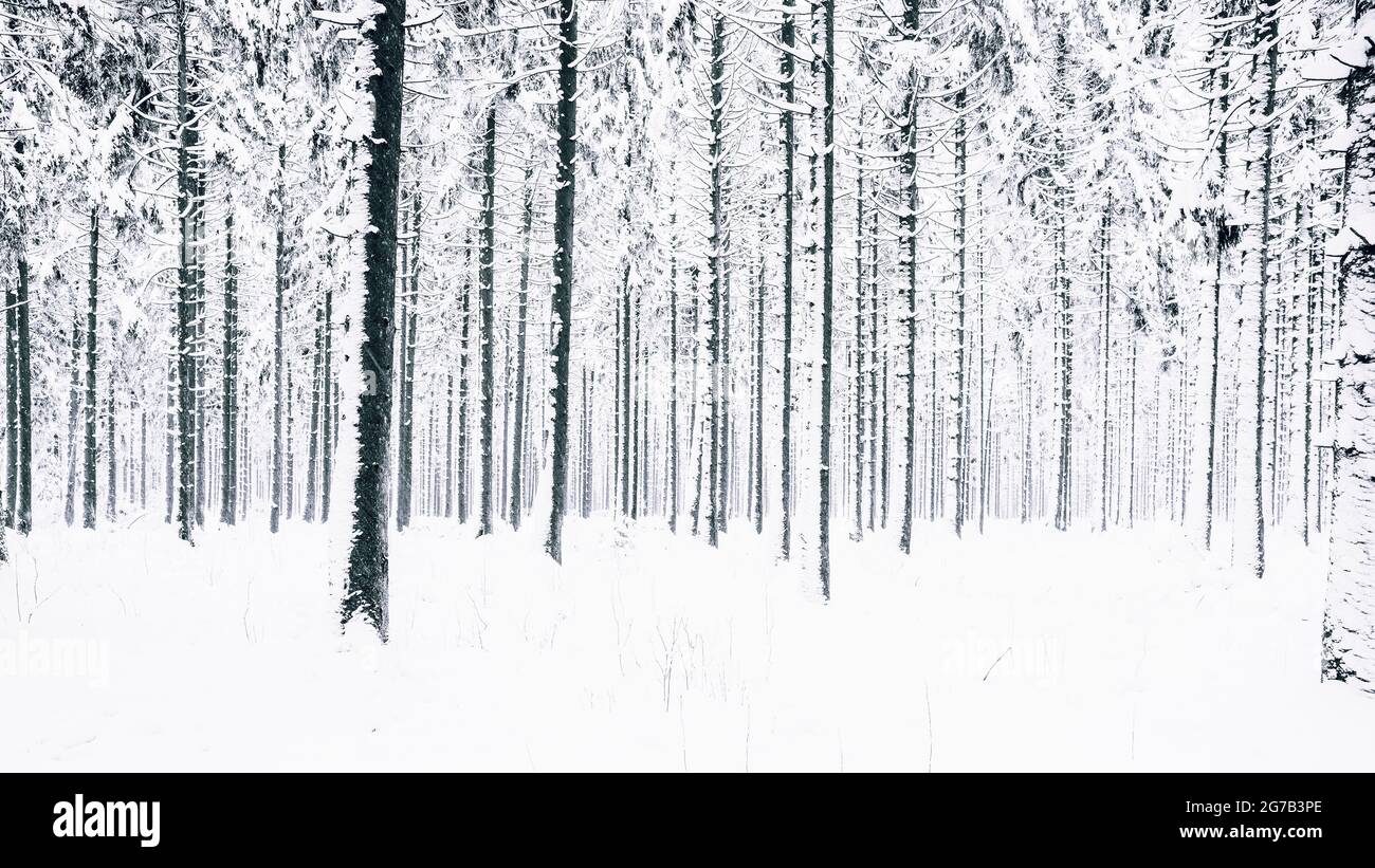 Winter forest, Monschau, Germany Stock Photo