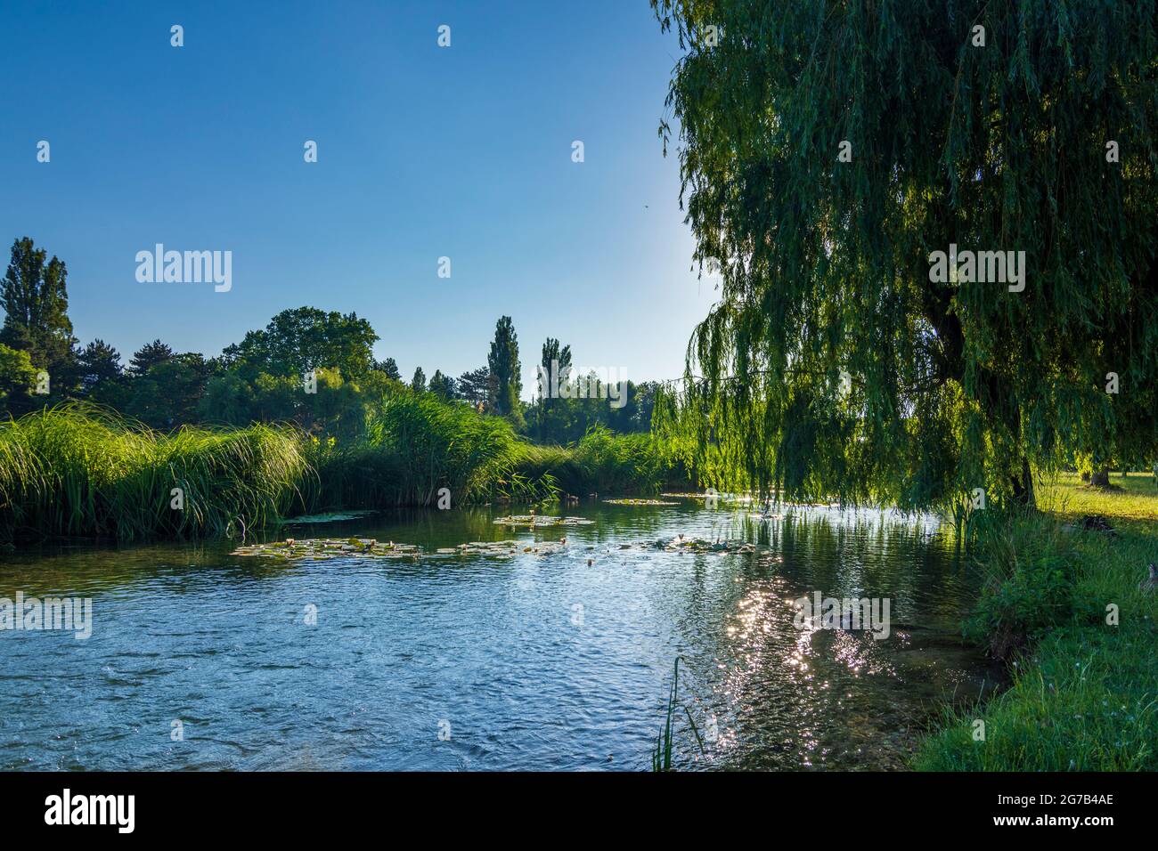 Vienna, park Wasserpark, pond of Biologischer Bodenfilter Alte Donau (biological soil filter Old Danube) in 21. Floridsdorf, Wien, Austria Stock Photo