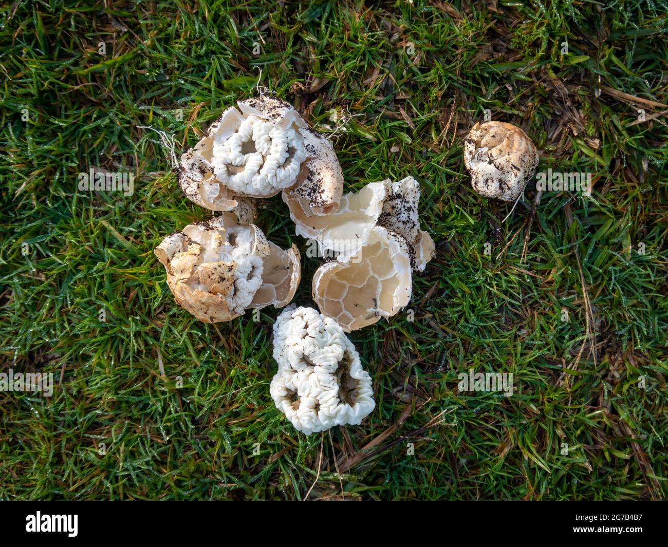 Ileodictyon cibarium, Basket Fungus, that look like puff balls, picked and laid on the grass then broken open to examine the latticed walls all folded Stock Photo