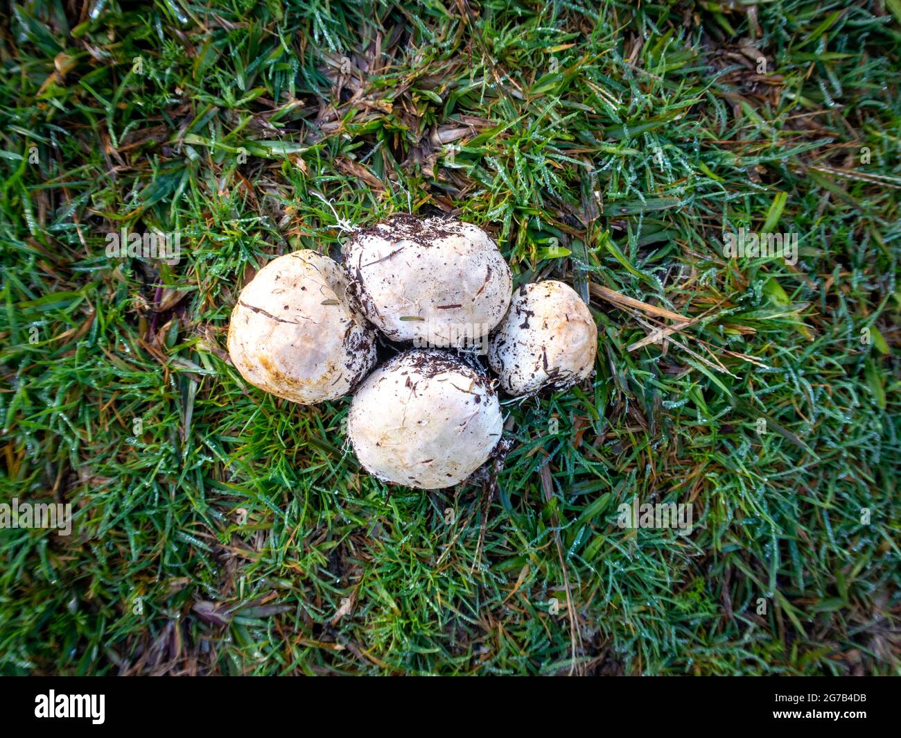 Ileodictyon cibarium, Basket Fungus, that look like puff balls, picked out from the garden and laid on the grass to examine them, New Zealand Stock Photo