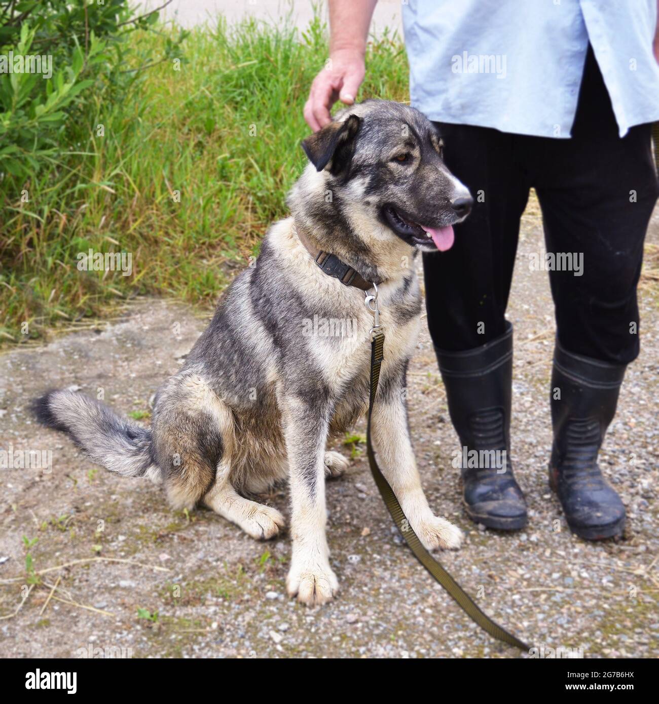 A large gray dog sits at the feet of the owner Stock Photo - Alamy