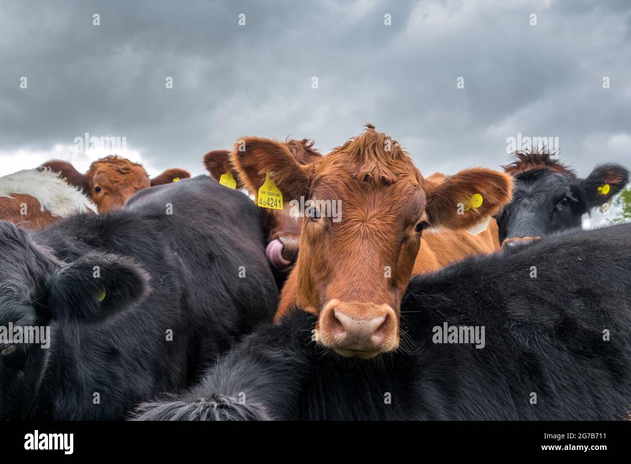 Beef cattle, bullocks or steers. Suffolk, UK. Stock Photo