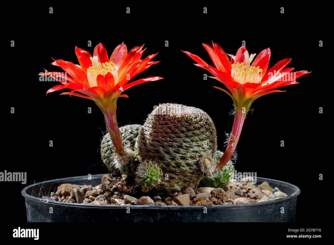 Flowering cactus in a pot. Rebutia Heliosa. Stock Photo