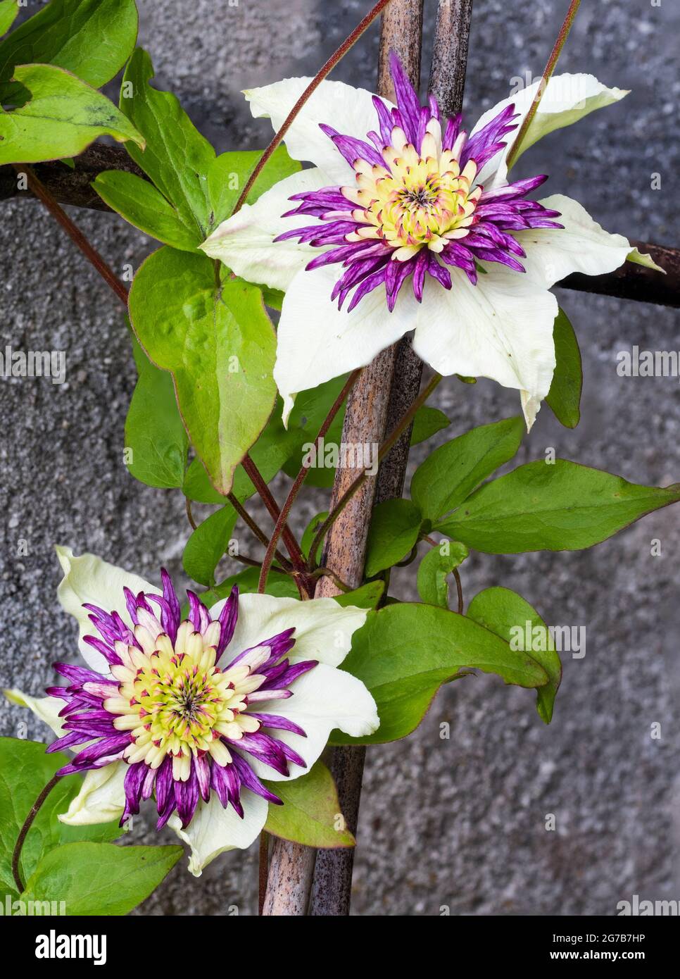 White tepals surround a central boss of purple and white in the hardy deciduous climber, Clematis florida var. sieboldiana 'Viennetta' Stock Photo