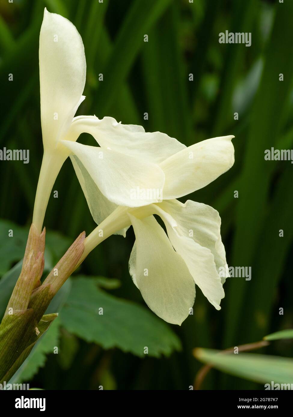 Creamy, orchid like flowers of the early summer blooming hardy ginger, Roscoea cauteyoides 'Kew Beauty' Stock Photo