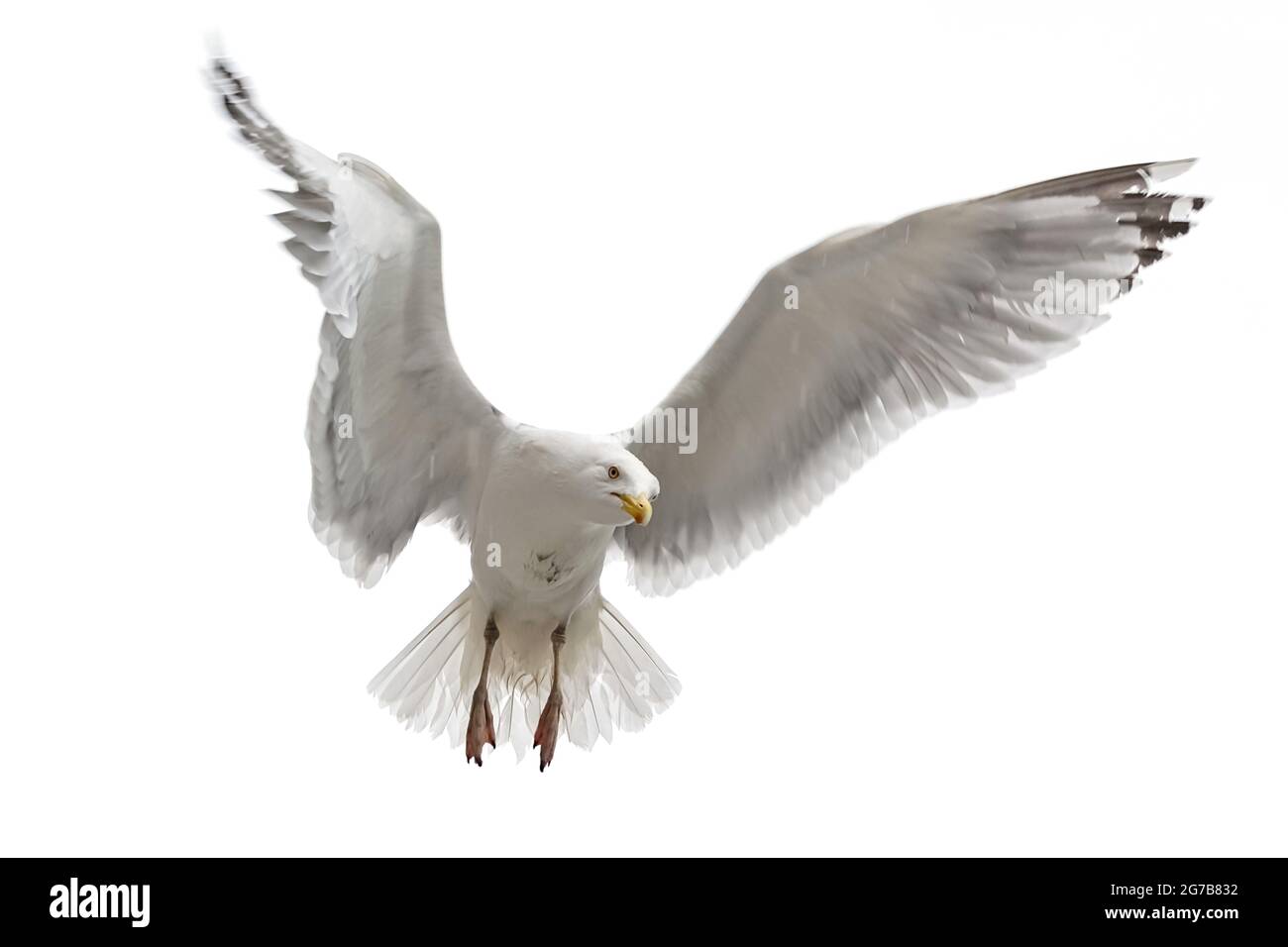 Seagull in flight on the white background. Motion freeze.  Stock Photo